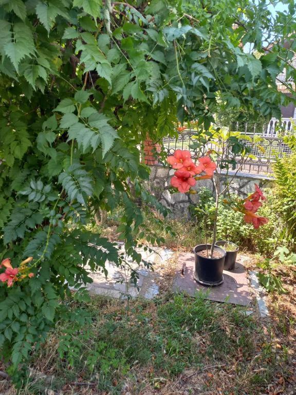 A Pousada Traveler'S Rest - Near Podgorica Airport Mitrovici  Exterior foto